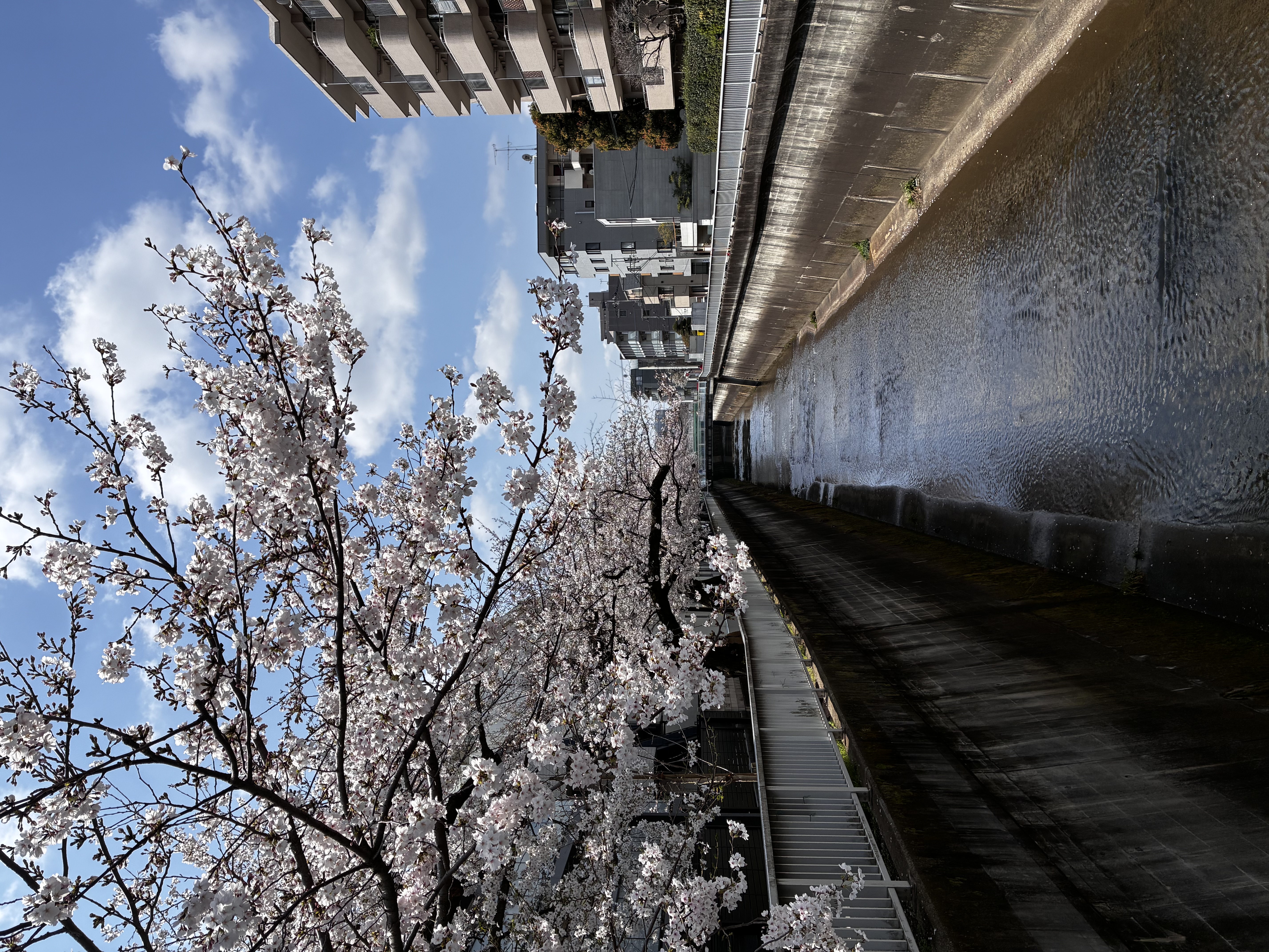 石神井川沿いの桜並木